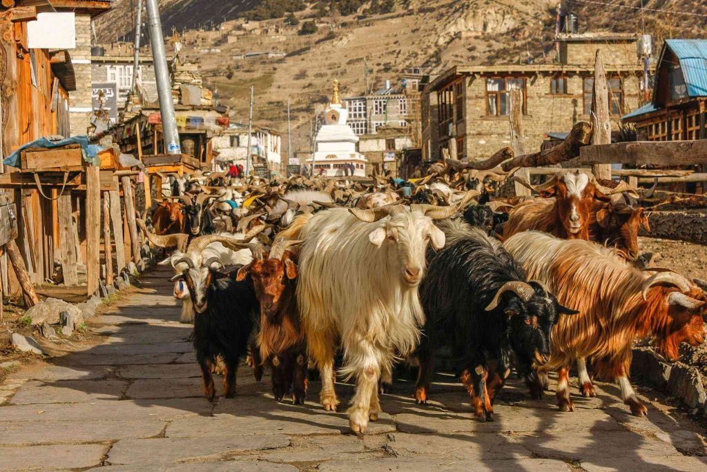 Himalayan goats used in making luxurious shawls.